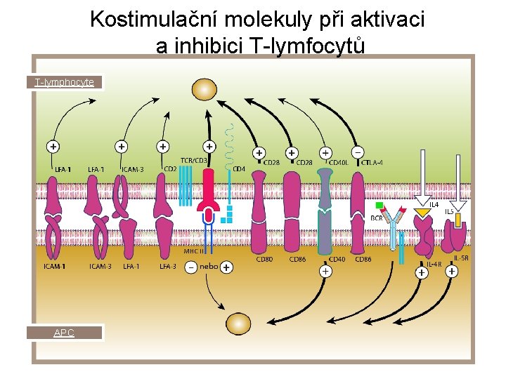 Kostimulační molekuly při aktivaci a inhibici T-lymfocytů T-lymphocyte APC Kostimulační molekuly při aktivaci a inhibici T-lymfocytů T-lymphocyte APC
