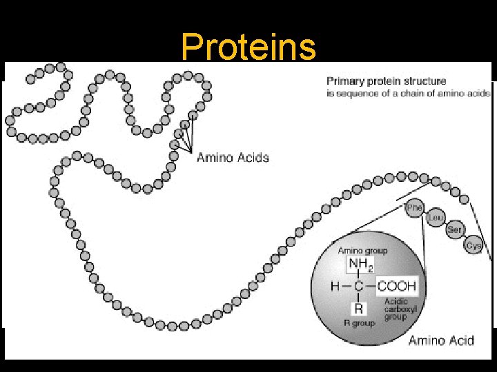 Proteins N body antibodies amino hormones acids enzymes Biuret’s ______ bonds hold ________ together.