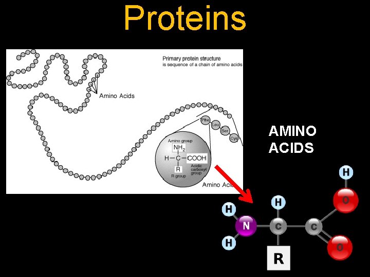Proteins AMINO ACIDS 