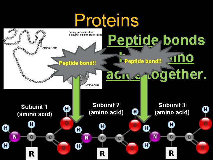 Proteins Peptide bond!! Subunit 1 (amino acid) Peptide bonds hold amino acids together. Subunit