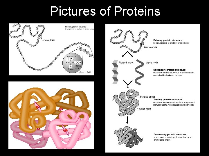 Pictures of Proteins 
