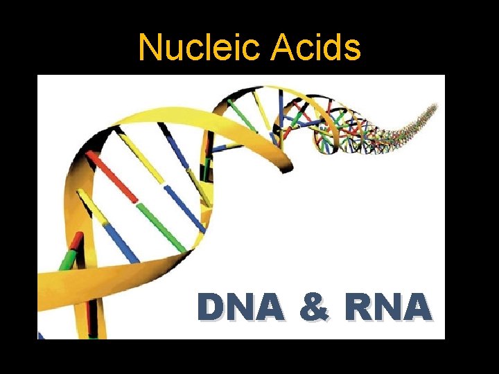 Nucleic Acids DNA & RNA 