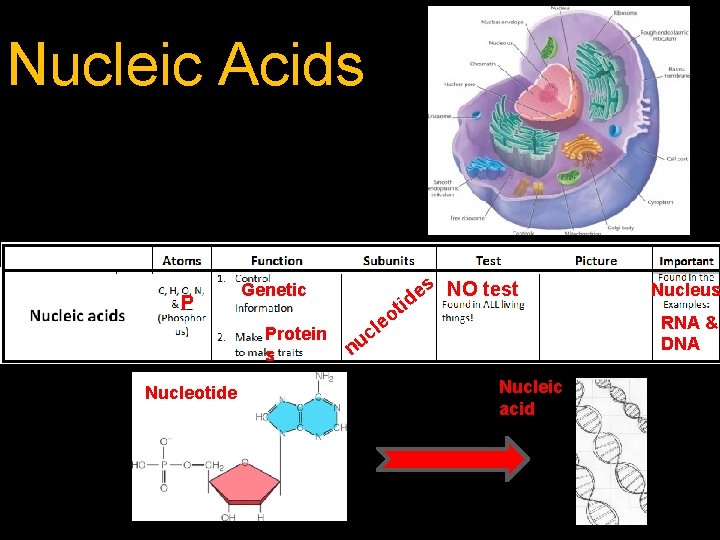 Nucleic Acids P Genetic Protein s Nucleotide s NO test e d i t