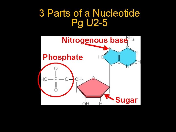 3 Parts of a Nucleotide Pg U 2 -5 Nitrogenous base Phosphate Sugar 