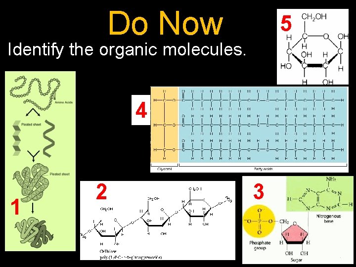 Do Now 5 Identify the organic molecules. 4 1 2 3 