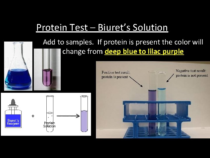 Protein Test – Biuret’s Solution Add to samples. If protein is present the color