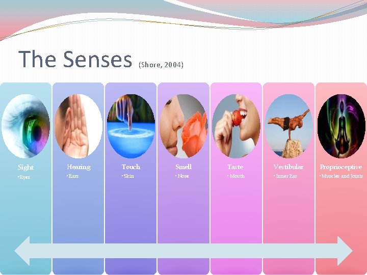 The Senses (Shore, 2004) Sight Hearing Touch Smell Taste Vestibular Proprioceptive • Eyes •