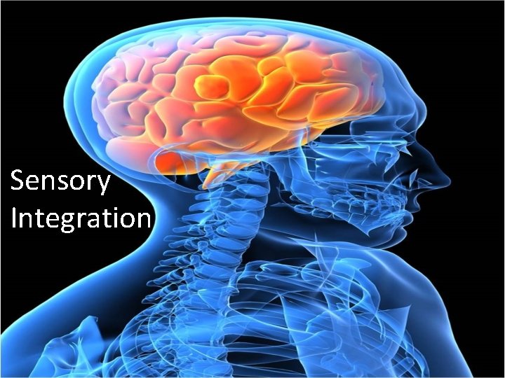 Sensory Integration 