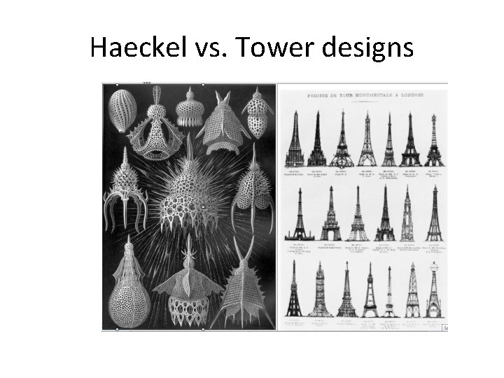 Haeckel vs. Tower designs 