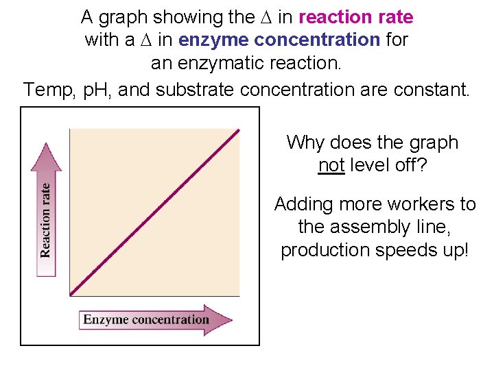 A graph showing the D in reaction rate with a D in enzyme concentration