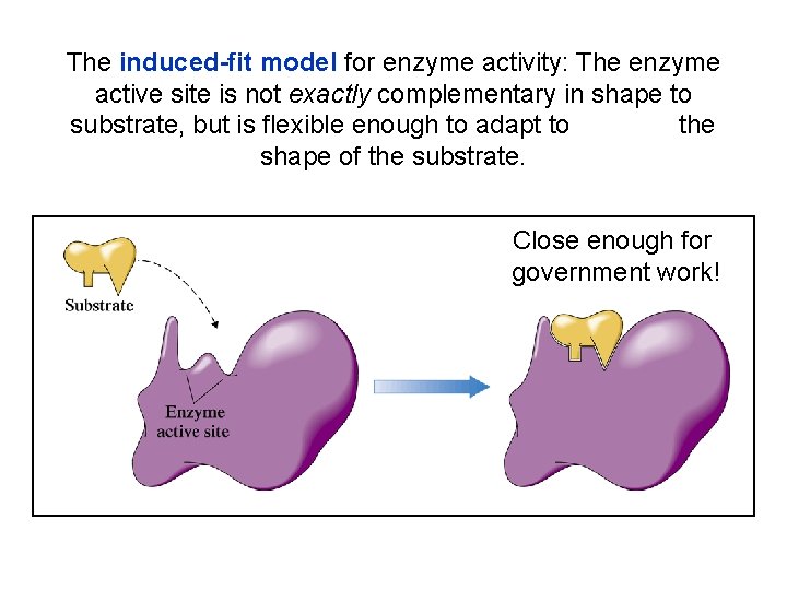 The induced-fit model for enzyme activity: The enzyme active site is not exactly complementary