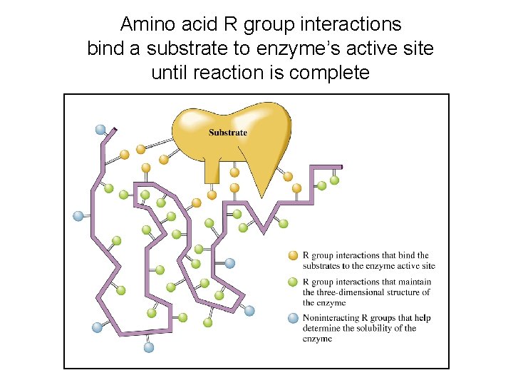 Amino acid R group interactions bind a substrate to enzyme’s active site until reaction