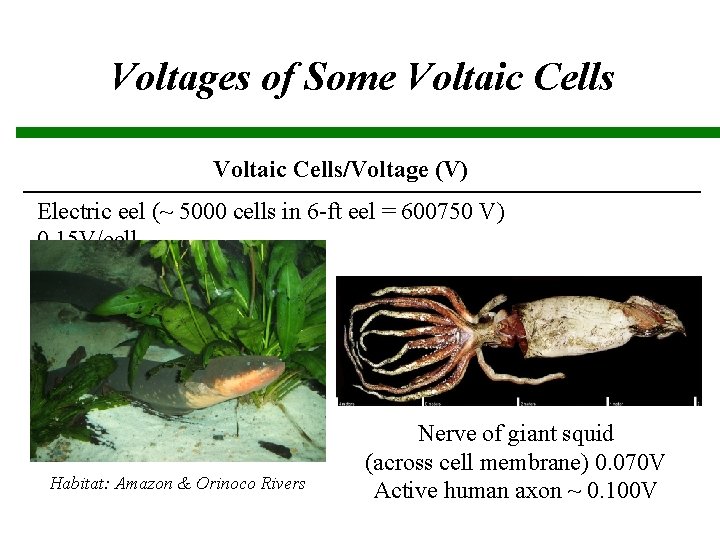 Voltages of Some Voltaic Cells/Voltage (V) Electric eel (~ 5000 cells in 6 -ft