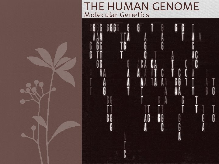 THE HUMAN GENOME Molecular Genetics 