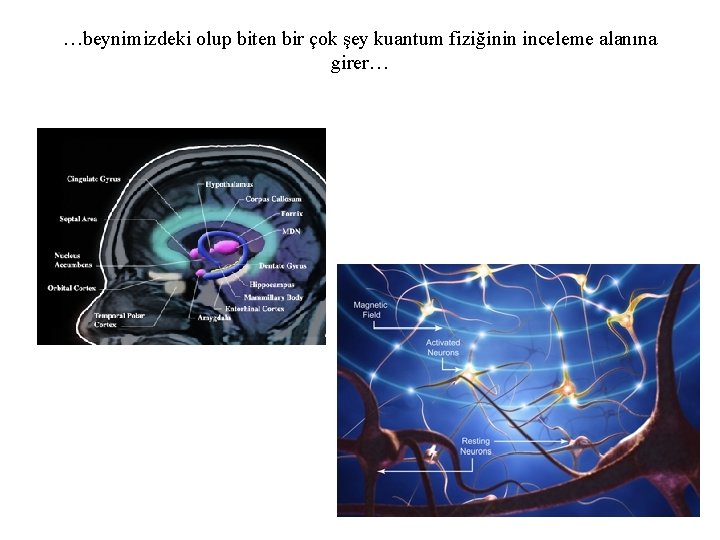 …beynimizdeki olup biten bir çok şey kuantum fiziğinin inceleme alanına girer… 