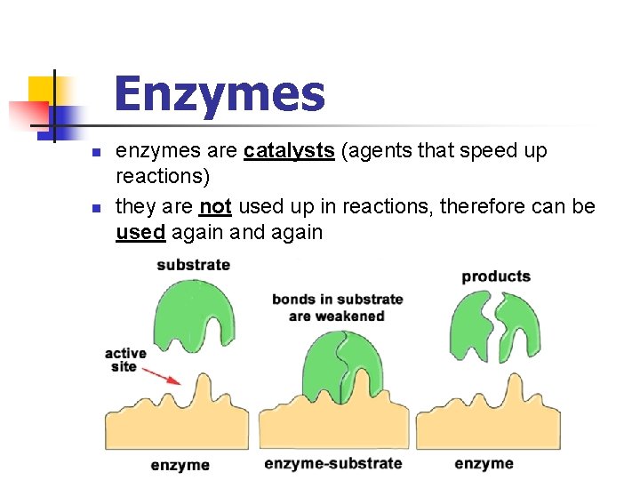 Enzymes n n enzymes are catalysts (agents that speed up reactions) they are not