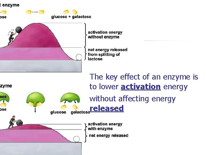The key effect of an enzyme is to lower activation energy without affecting energy The key effect of an enzyme is to lower activation energy without affecting energy