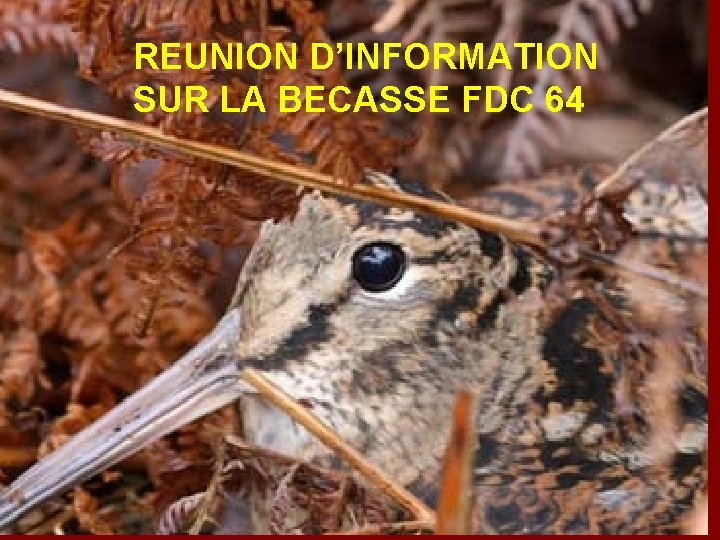 REUNION D’INFORMATION SUR LA BECASSE FDC 64 