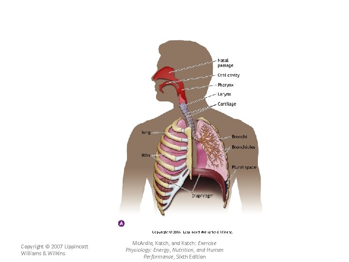 Copyright © 2007 Lippincott Williams & Wilkins. Mc. Ardle, Katch, and Katch: Exercise Physiology: