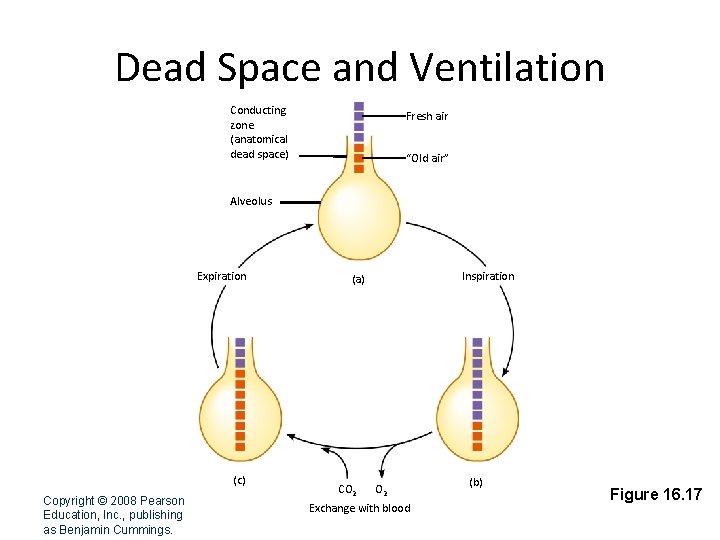 Dead Space and Ventilation Conducting zone (anatomical dead space) Fresh air “Old air” Alveolus