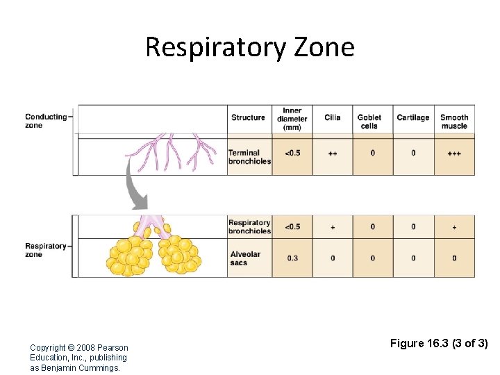 Respiratory Zone Copyright © 2008 Pearson Education, Inc. , publishing as Benjamin Cummings. Figure