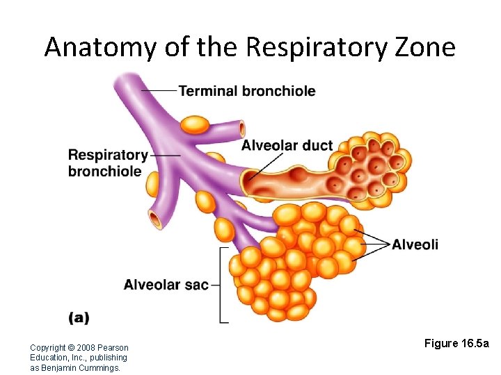 Anatomy of the Respiratory Zone Copyright © 2008 Pearson Education, Inc. , publishing as