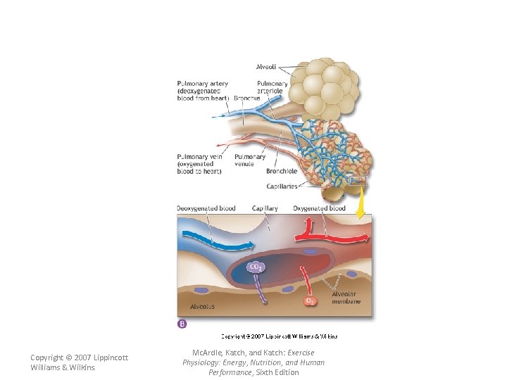 Copyright © 2007 Lippincott Williams & Wilkins. Mc. Ardle, Katch, and Katch: Exercise Physiology: