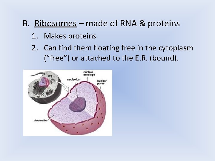 B. Ribosomes – made of RNA & proteins 1. Makes proteins 2. Can find