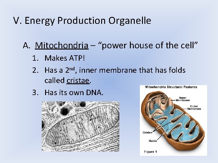 V. Energy Production Organelle A. Mitochondria – “power house of the cell” 1. Makes