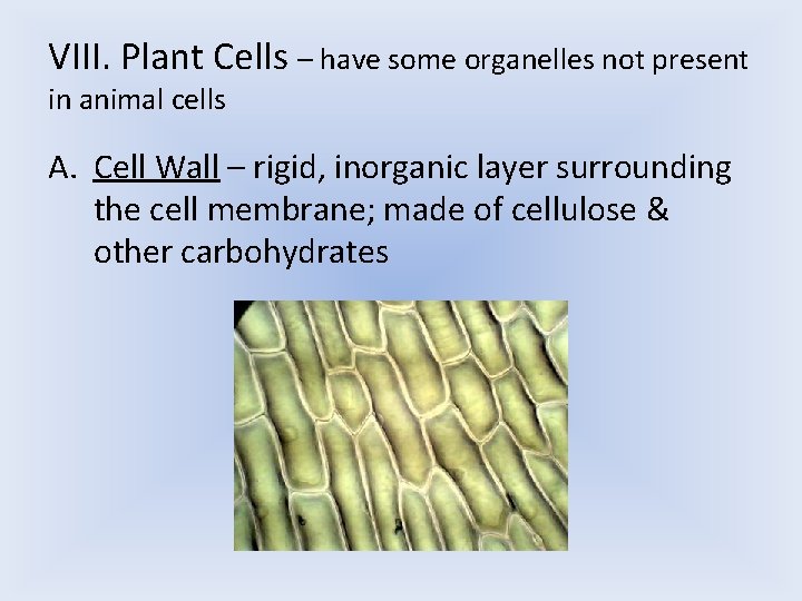 VIII. Plant Cells – have some organelles not present in animal cells A. Cell