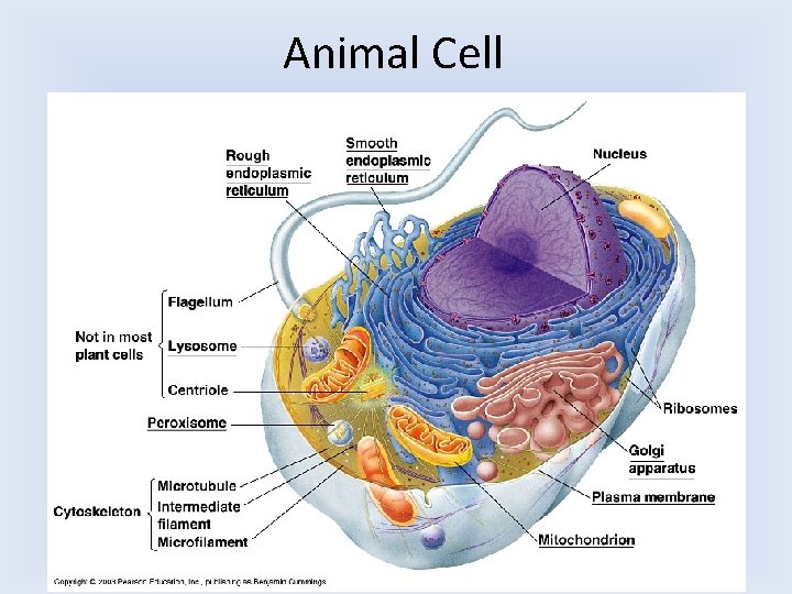 Animal Cell 