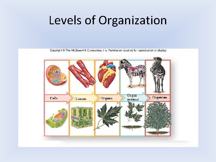 Levels of Organization 