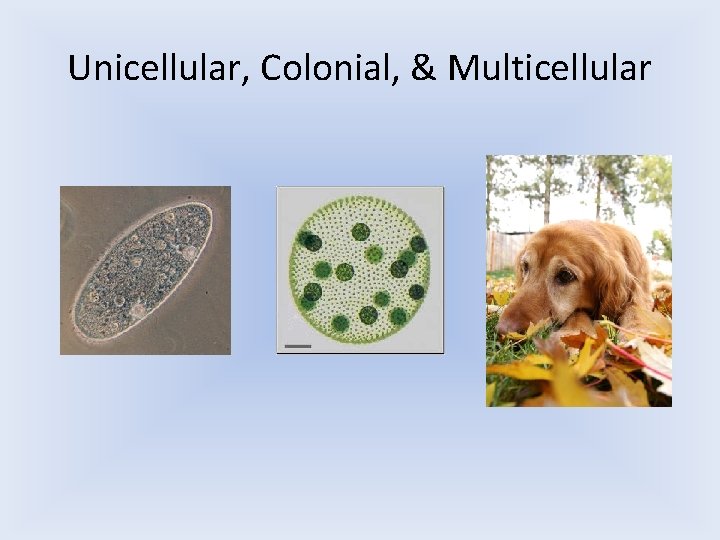 Unicellular, Colonial, & Multicellular 