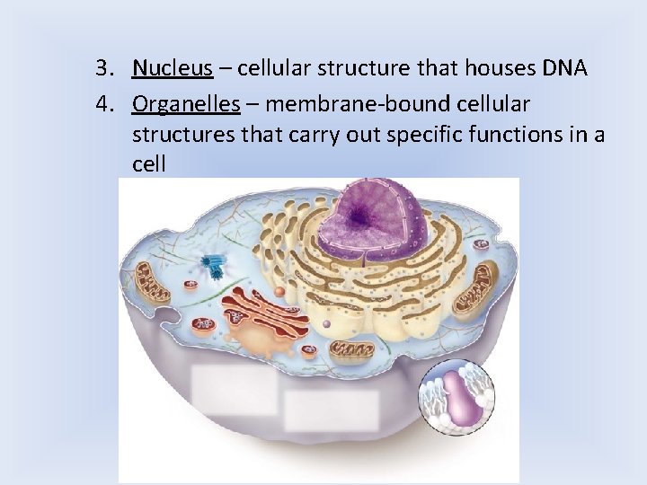 3. Nucleus – cellular structure that houses DNA 4. Organelles – membrane-bound cellular structures