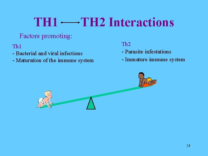 TH 1 TH 2 Interactions Factors promoting: Th 1 - Bacterial and viral infections