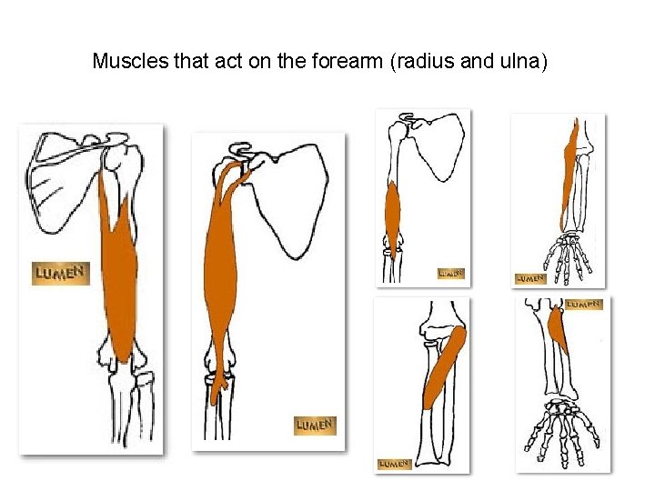 Muscles that act on the forearm (radius and ulna) 