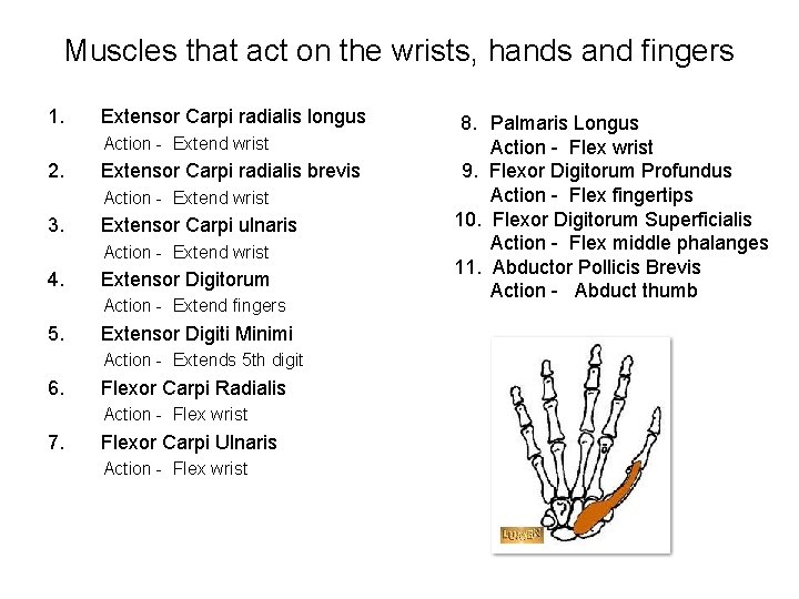Muscles that act on the wrists, hands and fingers 1. Extensor Carpi radialis longus