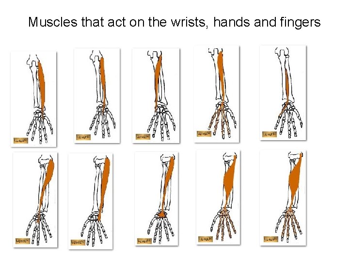 Muscles that act on the wrists, hands and fingers 