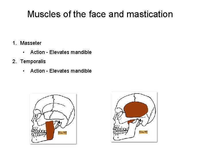 Muscles of the face and mastication 1. Masseter • Action - Elevates mandible 2.