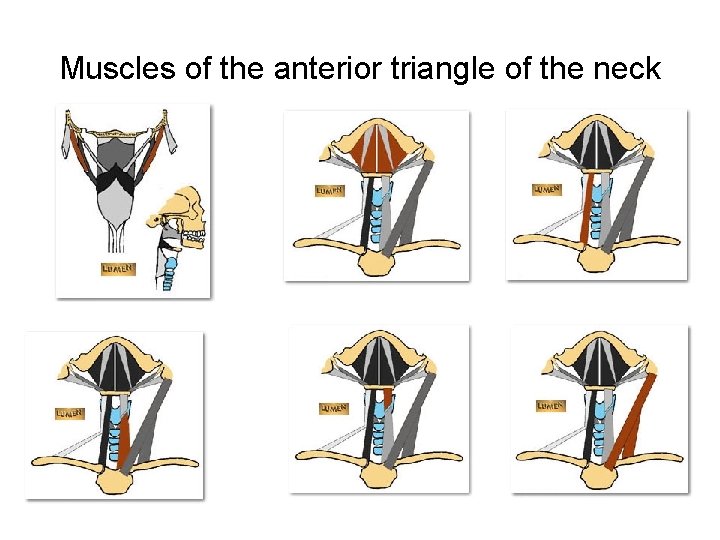 Muscles of the anterior triangle of the neck 