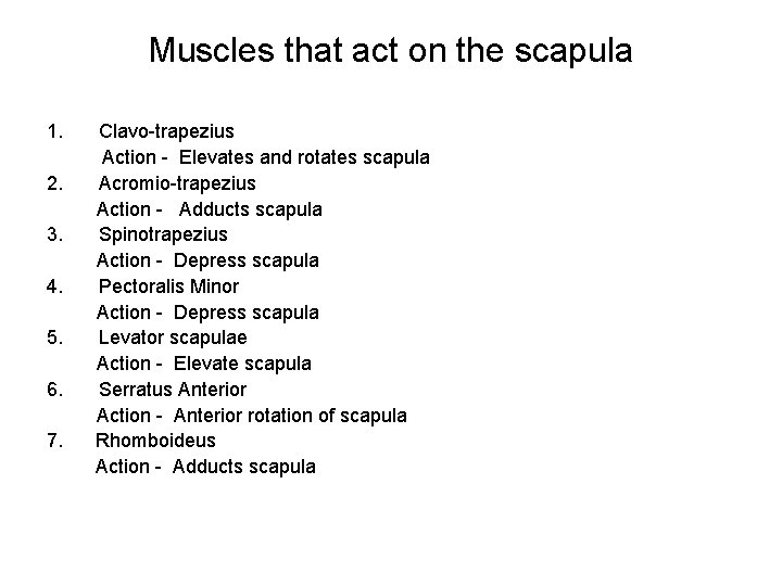 Muscles that act on the scapula 1. 2. 3. 4. 5. 6. 7. Clavo-trapezius
