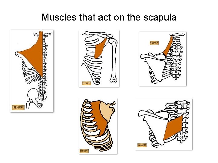 Muscles that act on the scapula 