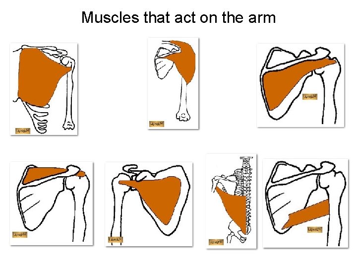 Muscles that act on the arm 