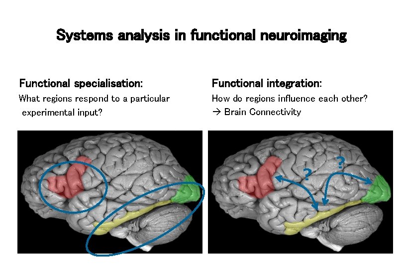 Systems analysis in functional neuroimaging Functional specialisation: Functional integration: What regions respond to a