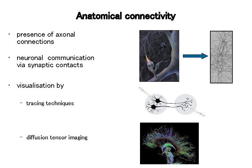 Anatomical connectivity • presence of axonal connections • neuronal communication via synaptic contacts •