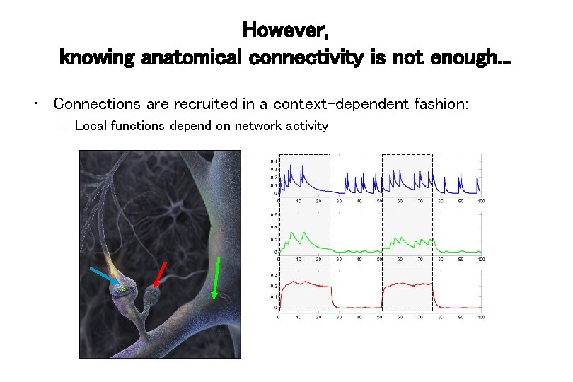 However, knowing anatomical connectivity is not enough. . . • Connections are recruited in