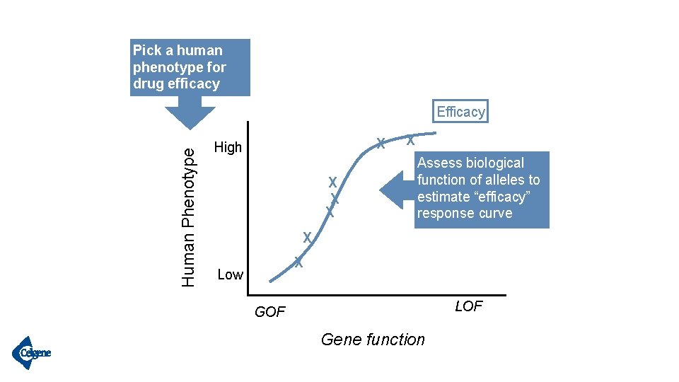 Pick a human phenotype for drug efficacy Human Phenotype Efficacy X High X X