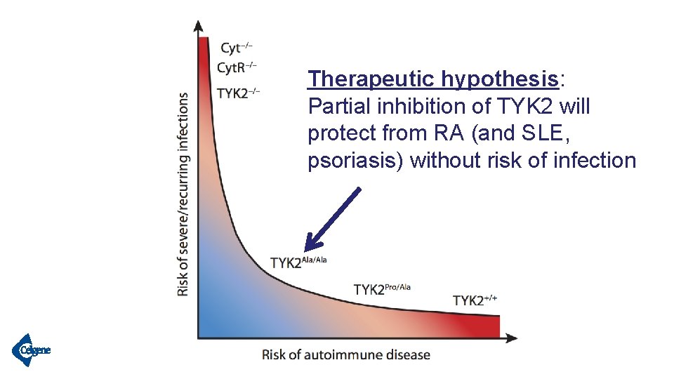 Therapeutic hypothesis: Partial inhibition of TYK 2 will protect from RA (and SLE, psoriasis)