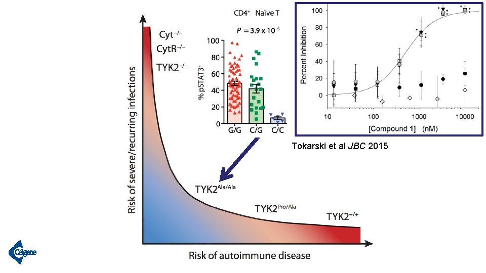 Tokarski et al JBC 2015 