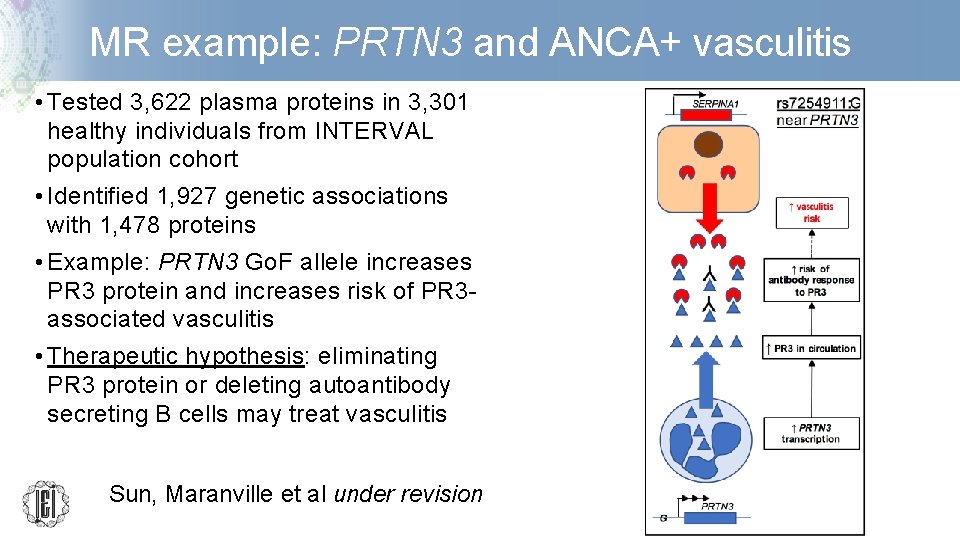 MR example: PRTN 3 and ANCA+ vasculitis • Tested 3, 622 plasma proteins in